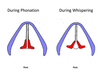 During Phonation During Whispering
Post. Post.
 