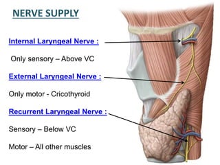 NERVE SUPPLY
Internal Laryngeal Nerve :
Only sensory – Above VC
External Laryngeal Nerve :
Only motor - Cricothyroid
Recurrent Laryngeal Nerve :
Sensory – Below VC
Motor – All other muscles
 