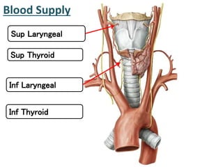 Blood Supply
Sup Laryngeal
Sup Thyroid
Inf Laryngeal
Inf Thyroid
 