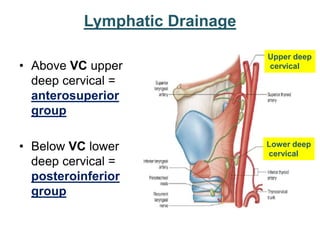Lymphatic Drainage
• Above VC upper
deep cervical =
anterosuperior
group
• Below VC lower
deep cervical =
posteroinferior
group
Upper deep
cervical
Lower deep
cervical
 
