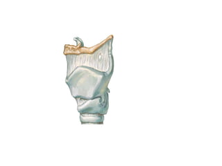 Larynx Anatomy