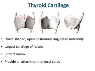• Shield shaped, open posteriorly, angulated anteriorly
• Largest cartilage of larynx
• Protect larynx
• Provide an attachment to vocal cords
Thyroid Cartilage
 