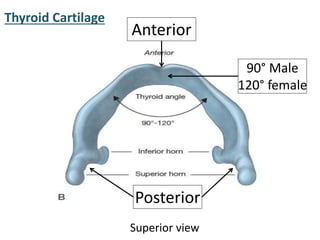 Thyroid Cartilage
Superior view
90° Male
120° female
Posterior
Anterior
 
