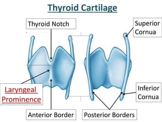 Thyroid Cartilage
Anterior Border
Laryngeal
Prominence
Thyroid Notch
Posterior Borders
Superior
Cornua
Inferior
Cornua
 