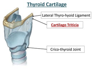 Thyroid Cartilage
Lateral Thyro-hyoid Ligament
Crico-thyroid Joint
Cartilago Triticia
 