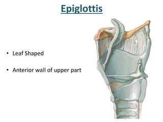 Epiglottis
• Leaf Shaped
• Anterior wall of upper part
 