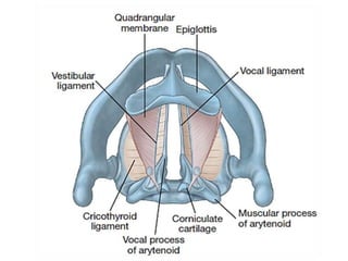 Vocal Ligament
Middle of Angle of
Thyroid Cartilage
Vocal Process of
Arytenoioid Cartilage
True Vocal Cord
Anterior
Poster...
