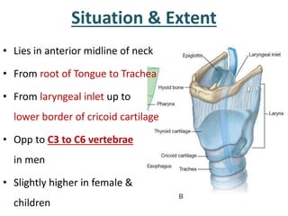 Situation & Extent
• Lies in anterior midline of neck
• From root of Tongue to Trachea
• From laryngeal inlet up to
lower ...