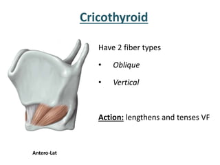 Action:
Abduction of Vocal Cord
Posterior Cricoarytenoid
Post.
 
