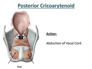 Action:
Adduction of Vocal Cord
Lateral Cricoarytenoid
Lat, Thyroid lamina removed
 