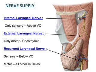 Blood Supply
Sup Laryngeal
Sup Thyroid
Inf Laryngeal
Inf Thyroid
 