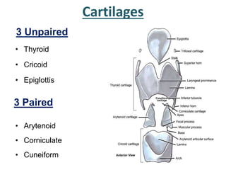 Cartilages
3 Paired
• Arytenoid
• Corniculate
• Cuneiform
3 Unpaired
• Thyroid
• Cricoid
• Epiglottis
 