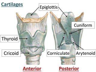 Cartilages
Thyroid
Cricoid
Epiglottis
ArytenoidCorniculate
Anterior Posterior
Cuniform
 