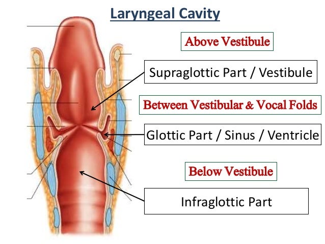 Larynx dr. mehul tandel