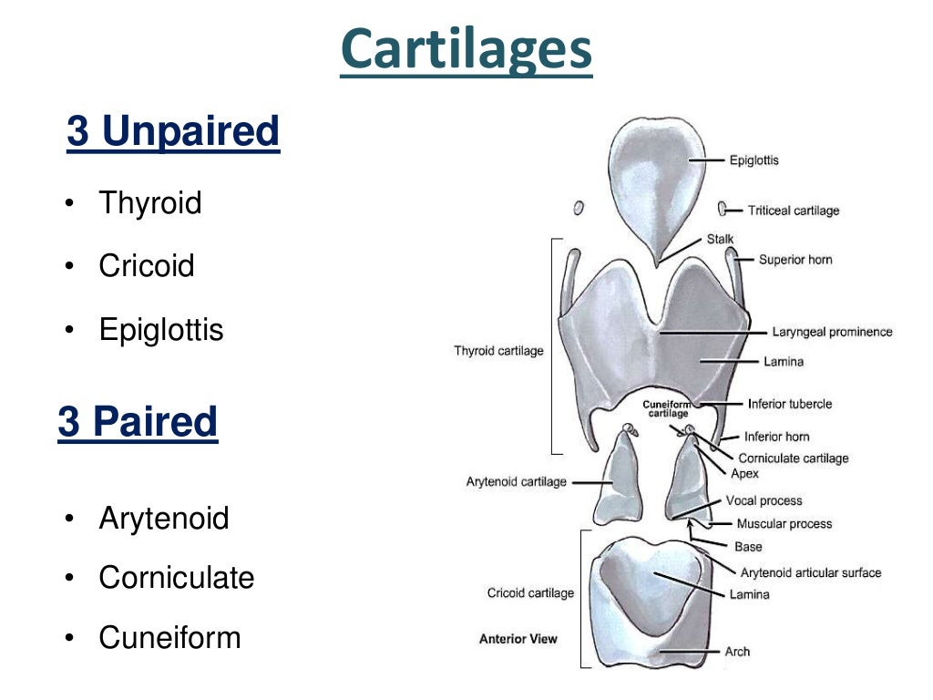 Larynx Anatomy
