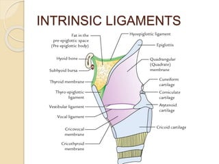 LARYNX FINAL.pptx