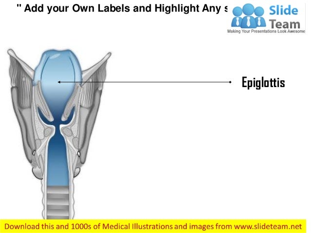 Larynx medical images for power point