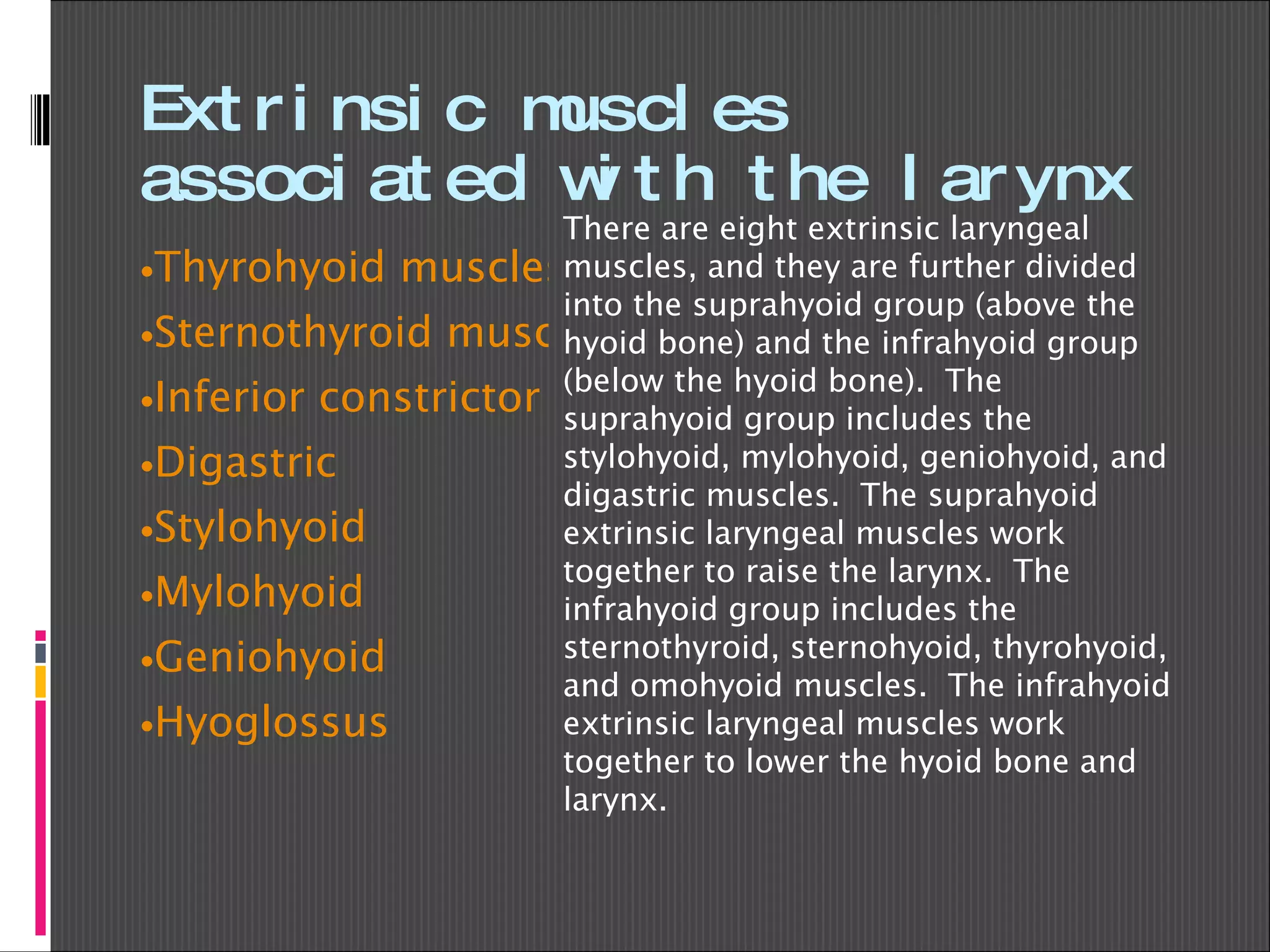 Extrinsic muscles associated with the larynx Thyrohyoid muscles Sternothyroid muscles Inferior constrictor muscles Digastric Stylohyoid Mylohyoid Geniohyoid Hyoglossus There are eight extrinsic laryngeal muscles, and they are further divided into the suprahyoid group (above the hyoid bone) and the infrahyoid group (below the hyoid bone).  The suprahyoid group includes the stylohyoid, mylohyoid, geniohyoid, and digastric muscles.  The suprahyoid extrinsic laryngeal muscles work together to raise the larynx.  The infrahyoid group includes the sternothyroid, sternohyoid, thyrohyoid, and omohyoid muscles.  The infrahyoid extrinsic laryngeal muscles work together to lower the hyoid bone and larynx. 