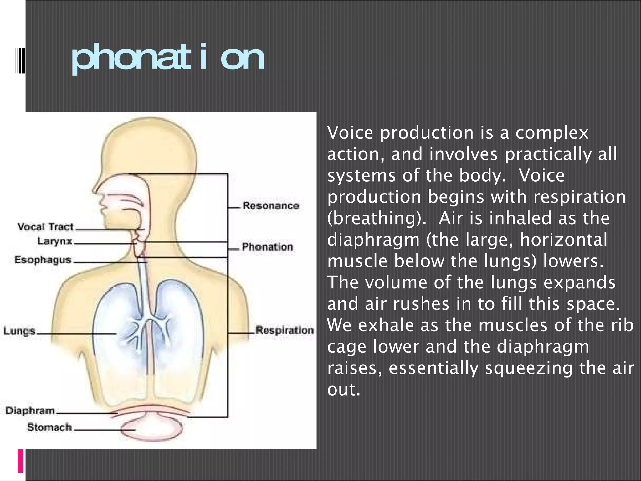 phonation Sound Production Sound production occurs due to the vibration of the mucosa at the inner edge of each vocal cord. Thus any structural, inflammatory, or neoplastic lesion of the vocal cord affects voice production and quality (Fig.3). Voice production is a complex action, and involves practically all systems of the body.  Voice production begins with respiration (breathing).  Air is inhaled as the diaphragm (the large, horizontal muscle below the lungs) lowers.  The volume of the lungs expands and air rushes in to fill this space.  We exhale as the muscles of the rib cage lower and the diaphragm raises, essentially squeezing the air out.  