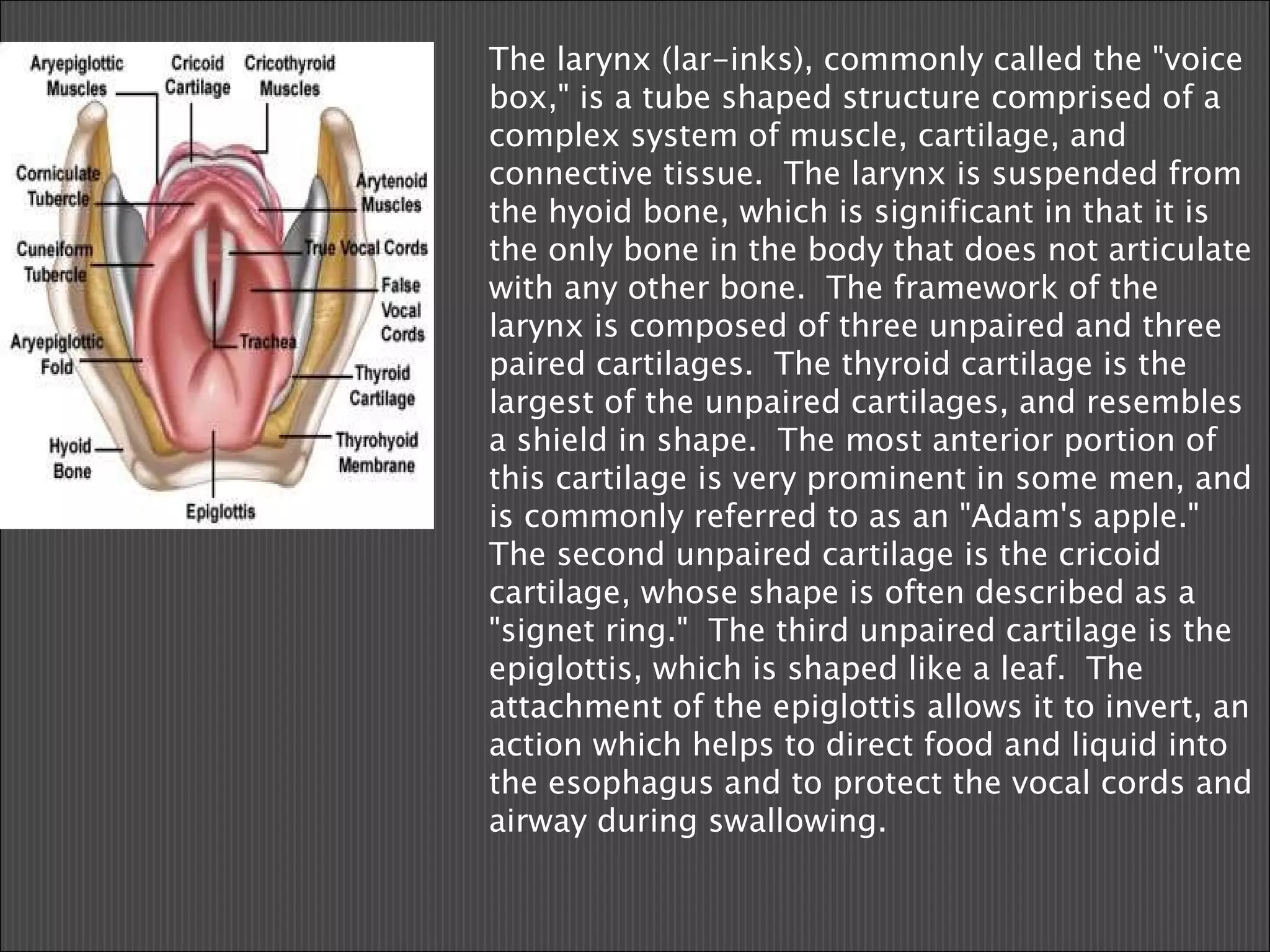 The larynx (lar-inks), commonly called the "voice box," is a tube shaped structure comprised of a complex system of muscle, cartilage, and connective tissue.  The larynx is suspended from the hyoid bone, which is significant in that it is the only bone in the body that does not articulate with any other bone.  The framework of the larynx is composed of three unpaired and three paired cartilages.  The thyroid cartilage is the largest of the unpaired cartilages, and resembles a shield in shape.  The most anterior portion of this cartilage is very prominent in some men, and is commonly referred to as an "Adam's apple."  The second unpaired cartilage is the cricoid cartilage, whose shape is often described as a "signet ring."  The third unpaired cartilage is the epiglottis, which is shaped like a leaf.  The attachment of the epiglottis allows it to invert, an action which helps to direct food and liquid into the esophagus and to protect the vocal cords and airway during swallowing. 