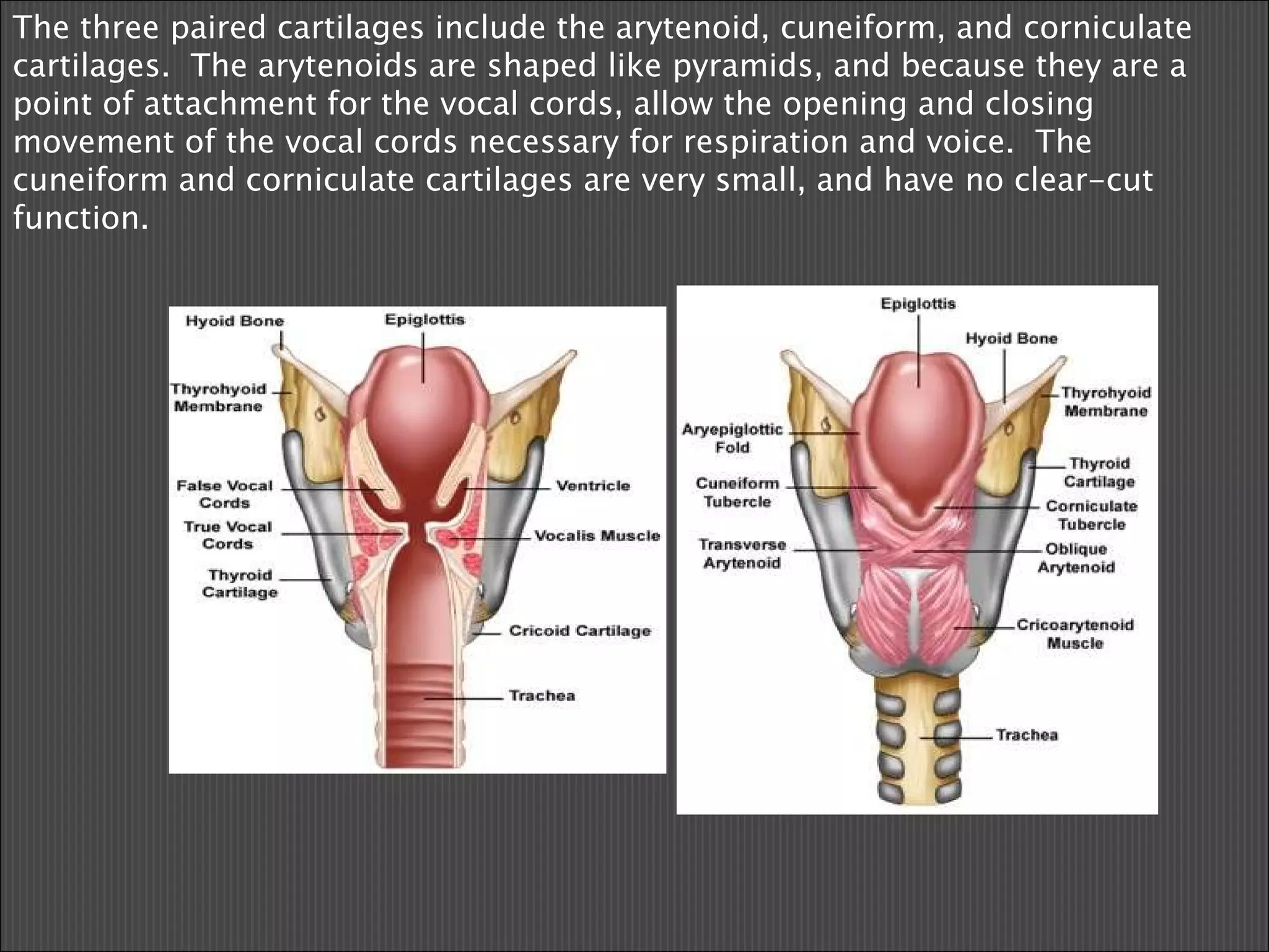 The three paired cartilages include the arytenoid, cuneiform, and corniculate cartilages.  The arytenoids are shaped like pyramids, and because they are a point of attachment for the vocal cords, allow the opening and closing movement of the vocal cords necessary for respiration and voice.  The cuneiform and corniculate cartilages are very small, and have no clear-cut function.        