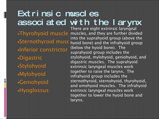 Extrinsic muscles associated with the larynx Thyrohyoid muscles Sternothyroid muscles Inferior constrictor muscles Digastric Stylohyoid Mylohyoid Geniohyoid Hyoglossus There are eight extrinsic laryngeal muscles, and they are further divided into the suprahyoid group (above the hyoid bone) and the infrahyoid group (below the hyoid bone).  The suprahyoid group includes the stylohyoid, mylohyoid, geniohyoid, and digastric muscles.  The suprahyoid extrinsic laryngeal muscles work together to raise the larynx.  The infrahyoid group includes the sternothyroid, sternohyoid, thyrohyoid, and omohyoid muscles.  The infrahyoid extrinsic laryngeal muscles work together to lower the hyoid bone and larynx. 