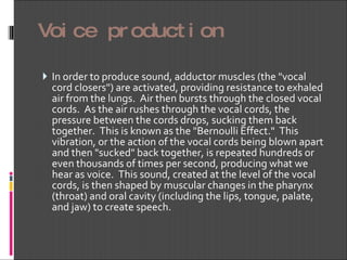 Voice production In order to produce sound, adductor muscles (the "vocal cord closers") are activated, providing resistance to exhaled air from the lungs.  Air then bursts through the closed vocal cords.  As the air rushes through the vocal cords, the pressure between the cords drops, sucking them back together.  This is known as the "Bernoulli Effect."  This vibration, or the action of the vocal cords being blown apart and then "sucked" back together, is repeated hundreds or even thousands of times per second, producing what we hear as voice.  This sound, created at the level of the vocal cords, is then shaped by muscular changes in the pharynx (throat) and oral cavity (including the lips, tongue, palate, and jaw) to create speech.     