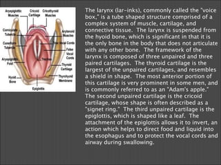 The larynx (lar-inks), commonly called the "voice box," is a tube shaped structure comprised of a complex system of muscle, cartilage, and connective tissue.  The larynx is suspended from the hyoid bone, which is significant in that it is the only bone in the body that does not articulate with any other bone.  The framework of the larynx is composed of three unpaired and three paired cartilages.  The thyroid cartilage is the largest of the unpaired cartilages, and resembles a shield in shape.  The most anterior portion of this cartilage is very prominent in some men, and is commonly referred to as an "Adam's apple."  The second unpaired cartilage is the cricoid cartilage, whose shape is often described as a "signet ring."  The third unpaired cartilage is the epiglottis, which is shaped like a leaf.  The attachment of the epiglottis allows it to invert, an action which helps to direct food and liquid into the esophagus and to protect the vocal cords and airway during swallowing. 