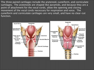 The three paired cartilages include the arytenoid, cuneiform, and corniculate cartilages.  The arytenoids are shaped like pyramids, and because they are a point of attachment for the vocal cords, allow the opening and closing movement of the vocal cords necessary for respiration and voice.  The cuneiform and corniculate cartilages are very small, and have no clear-cut function.        