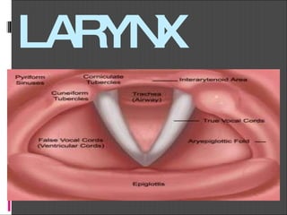 LARYNX 
