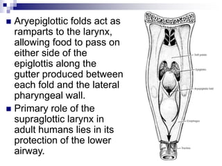 Larynx Physiology Of Larynx Ent Presentat PPT larynx-physiology-of-larynx-ent-presentat-ppt
