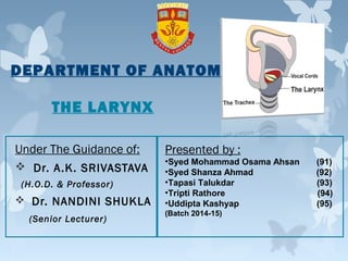 THE LARYNX
Under The Guidance of:
 Dr. A.K. SRIVASTAVA
(H.O.D. & Professor)
 Dr. NANDINI SHUKLA
(Senior Lecturer)
Presented by :
•Syed Mohammad Osama Ahsan (91)
•Syed Shanza Ahmad (92)
•Tapasi Talukdar (93)
•Tripti Rathore (94)
•Uddipta Kashyap (95)
(Batch 2014-15)
DEPARTMENT OF ANATOMY
 