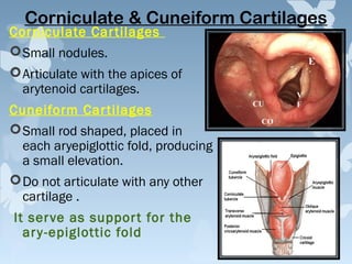 larynx-human-anatomy-medical-presentation-ppt