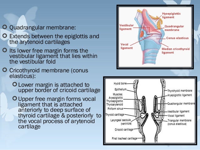 Larynx (Human Anatomy) Medical Presentation