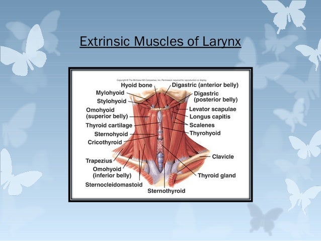 Larynx (Human Anatomy) Medical Presentation