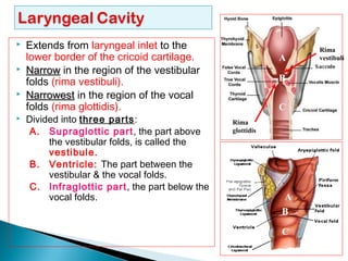 Extends from laryngeal inlet to the
lower border of the cricoid cartilage.
 NarrowNarrow in the region of the vestibular
folds (rima vestibuli).
 NarrowestNarrowest in the region of the vocal
folds (rima glottidis).
 Divided into three parts:
A. Supraglottic part, the part above
the vestibular folds, is called the
vestibule.
B. Ventricle: The part between the
vestibular & the vocal folds.
C. Infraglottic part, the part below the
vocal folds.
Rima
vestibuli
Rima
glottidis
B
A
C
A
B
C
 