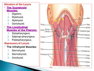 Elevators of the Larynx
 The SuprahyoidThe Suprahyoid
Muscles:Muscles:
1. Digastric.
2. Stylohyoid.
3. Mylohyoid.
4. Geniohyoid.
 The LongitudinalThe Longitudinal
Muscles of the Pharynx:Muscles of the Pharynx:
1. Stylopharyngeus.
2. Salpingo-pharyngeus.
3. Palatopharyngeus.
Depressors of Larynx
 The Infrahyoid Muscles:The Infrahyoid Muscles:
1. Sternohyoid.
2. Sternothyroid.
3. Omohyoid.
 