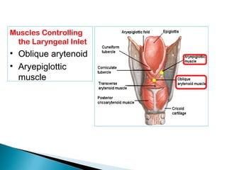 Muscles Controlling
the Laryngeal Inlet
• Oblique arytenoid
• Aryepiglottic
muscle
 