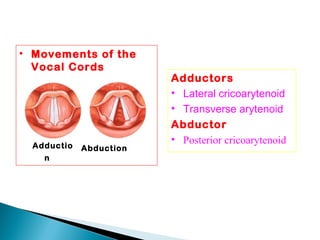 • Movements of the
Vocal Cords
Adductio
n
Abduction
Adductors
• Lateral cricoarytenoid
• Transverse arytenoid
Abductor
• Posterior cricoarytenoid
 
