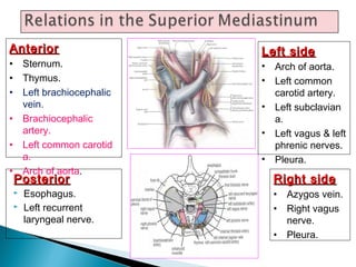 PosteriorPosterior
 Esophagus.
 Left recurrent
laryngeal nerve.
AnteriorAnterior
• Sternum.
• Thymus.
• Left brachiocephalic
vein.
• Brachiocephalic
artery.
• Left common carotid
a.
• Arch of aorta.
Left sideLeft side
• Arch of aorta.
• Left common
carotid artery.
• Left subclavian
a.
• Left vagus & left
phrenic nerves.
• Pleura.
Right sideRight side
• Azygos vein.
• Right vagus
nerve.
• Pleura.
 