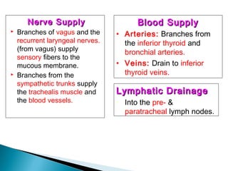 Nerve SupplyNerve Supply
 Branches of vagus and the
recurrent laryngeal nerves.
(from vagus) supply
sensory fibers to the
mucous membrane.
 Branches from the
sympathetic trunks supply
the trachealis muscle and
the blood vessels.
Blood SupplyBlood Supply
• Arteries: Branches from
the inferior thyroid and
bronchial arteries.
• Veins: Drain to inferior
thyroid veins.
Lymphatic DrainageLymphatic Drainage
• Into the pre- &
paratracheal lymph nodes.
 