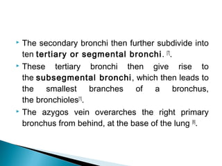  The secondary bronchi then further subdivide into
ten tertiary or segmental bronchi. [7]
.
 These tertiary bronchi then give rise to
the subsegmental bronchi, which then leads to
the smallest branches of a bronchus,
the bronchioles[1]
.
 The azygos vein overarches the right primary
bronchus from behind, at the base of the lung [8]
.
 