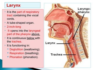  It is the part of respiratory
tract containing the vocal
cords.
 A tube-shaped organ.
 2-inch-long
 It opens into the laryngeal
part of the pharynx above.
 It is continuous below with
the trachea.
 It is functioning in:
 Deglutition (swallowing).
 Respiration (breathing).
 Phonation (phonation).
 