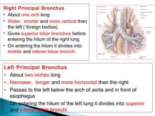 Right Principal Bronchus
 About one inch long
 Wider, shorter and more vertical than
the left ( foreign bodies).
 Gives superior lobar bronchus before
entering the hilum of the right lung
 On entering the hilum it divides into
middle and inferior lobar bronchi
Left Principal Bronchus
• About two inches long
• Narrower, longer and more horizontal than the right
• Passes to the left below the arch of aorta and in front of
esophagus
• On entering the hilum of the left lung it divides into superior
and inferior lobar bronchi
 