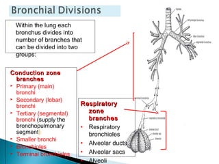 Conduction zoneConduction zone
branchesbranches
 Primary (main)
bronchi
 Secondary (lobar)
bronchi
 Tertiary (segmental)
bronchi (supply the
bronchopulmonary
segment)
 Smaller bronchi
 Bronchioles
 Terminal bronchioles
• Within the lung each
bronchus divides into
number of branches that
can be divided into two
groups:
RespiratoryRespiratory
zonezone
branchesbranches
• Respiratory
bronchioles
• Alveolar ducts
• Alveolar sacs
• Alveoli
 