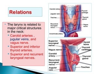  The larynx is related to
major critical structures
in the neck:
 Carotid arteries ,
jugular veins, and
vagus nerve.
 Superior and inferior
thyroid arteries.
 Superior and recurrent
laryngeal nerves.
 