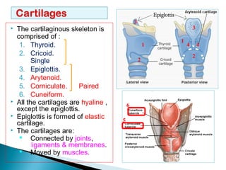  The cartilaginous skeleton is
comprised of :
1. Thyroid.
2. Cricoid.
Single
3. Epiglottis.
4. Arytenoid.
5. Corniculate. Paired
6. Cuneiform.
 All the cartilages are hyaline ,
except the epiglottis.
 Epiglottis is formed of elastic
cartilage.
 The cartilages are:
 Connected by joints,
ligaments & membranes.
 Moved by muscles.
1
3
2
2
3
1 44
5
6
 