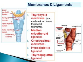 1. Thyrohyoid
membrane, (one
median & two lateral
thyrohyoid
ligaments).
2. Median
cricothyroid
ligament.
3. Cricotracheal
membrane.
4. Hyoepiglottic
ligament.
5. Thyroepiglottic
ligament.
 