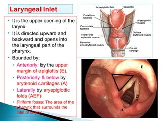  It is the upper opening of the
larynx.
 It is directed upward and
backward and opens into
the laryngeal part of the
pharynx.
 Bounded by:
• Anteriorly: by the upper
margin of epiglottis (E).
• Posteriorly & below by
arytenoid cartilages (A)
• Laterally by aryepiglottic
folds (AEF)
• Piriform fossa: The area of the
pharynx that surrounds the
inlet of larynx.
E
AEF
A
 