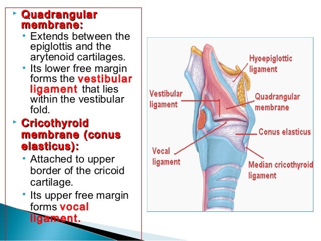 larynx trachea bronchi plural form of larynx